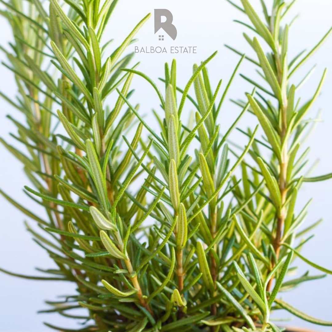 Tanaman Hias Herbal ( Rosemary )