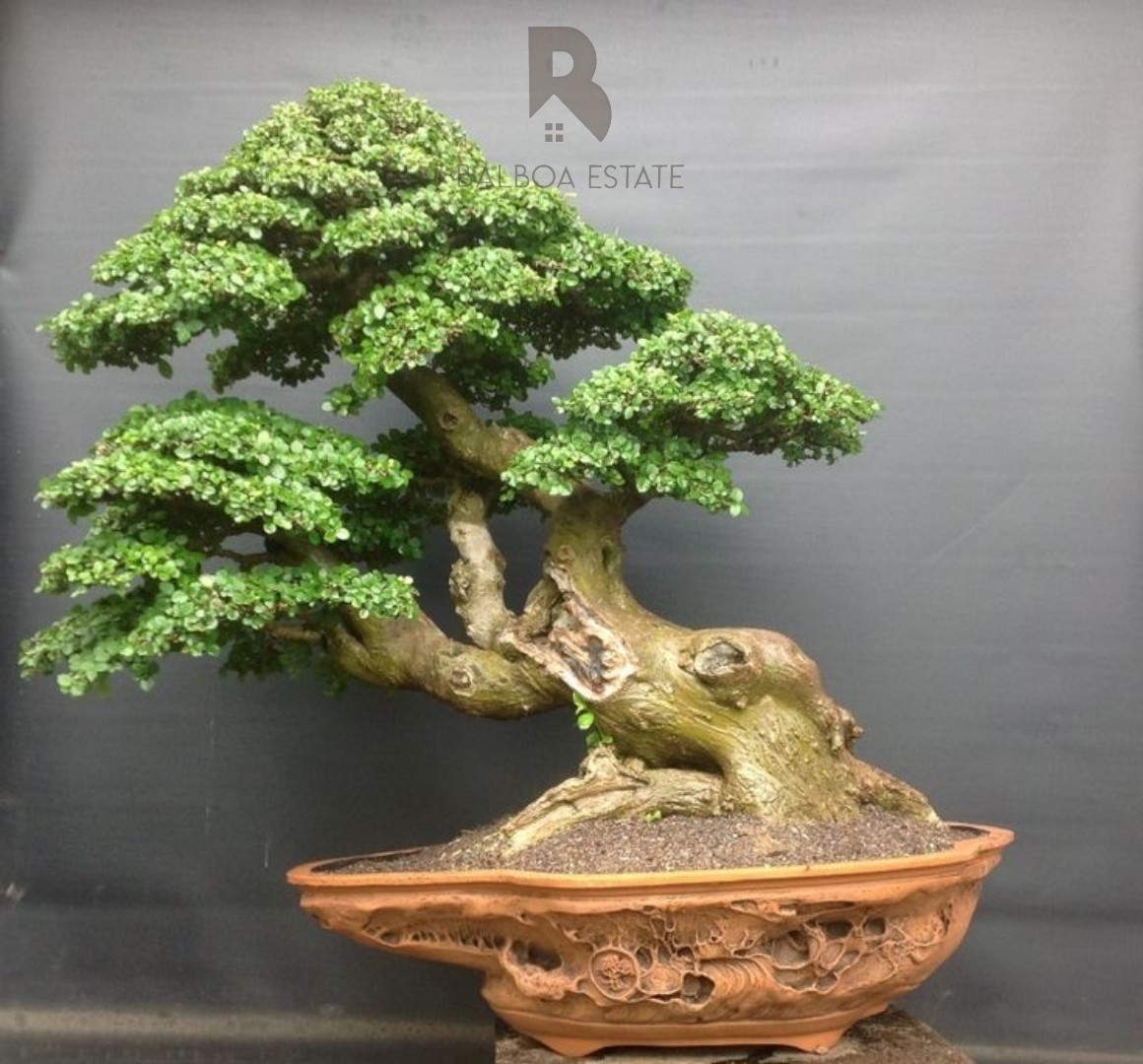 Tanaman Hias Bonsai ( Chinese Elm )